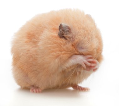 hamster yıkar