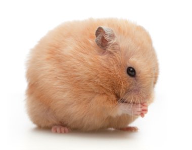 hamster yıkar