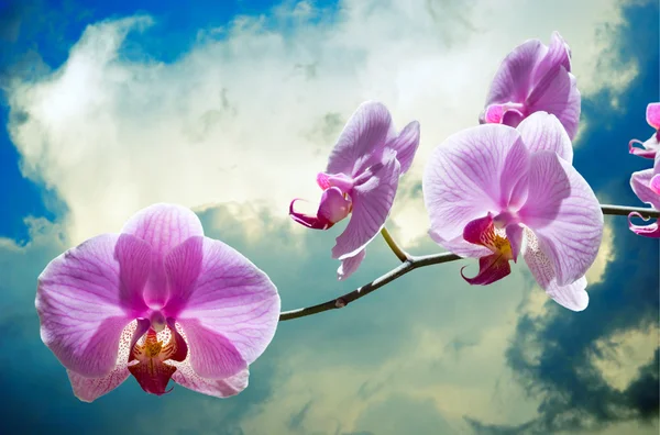 Flowers purple orchids — Stock Photo, Image