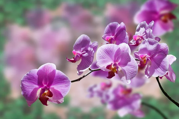 Purpurowe kwiaty storczyki — Zdjęcie stockowe