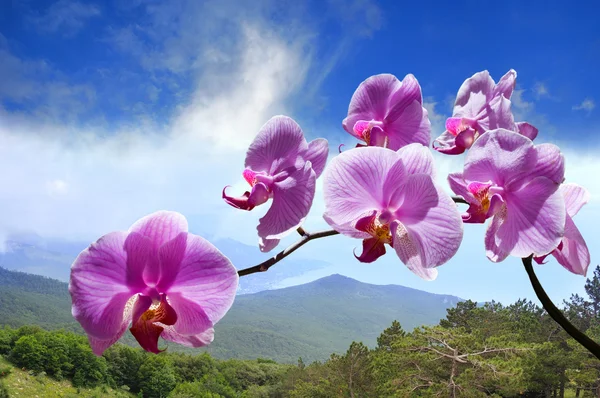Flores orquídeas roxas — Fotografia de Stock