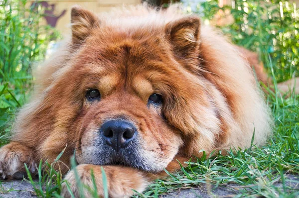 Retrato de una raza de perro chow-chow —  Fotos de Stock