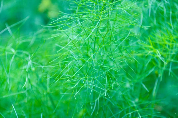Grüner natürlicher Hintergrund — Stockfoto
