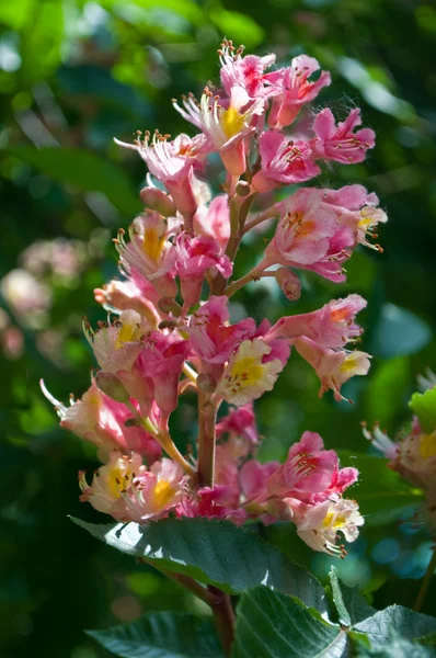 ดอกไม้สีชมพู ตกแต่งเกาลัด — ภาพถ่ายสต็อก