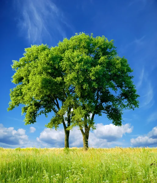 Отдельное дерево — стоковое фото