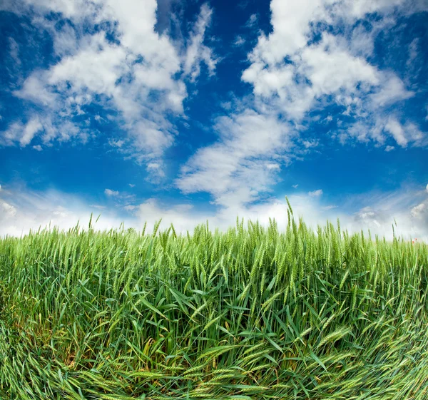 Field with ears of wheat — Stock Photo, Image