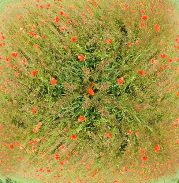 Amapolas floreciendo —  Fotos de Stock