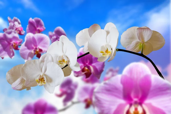 Flores orquídeas púrpuras —  Fotos de Stock