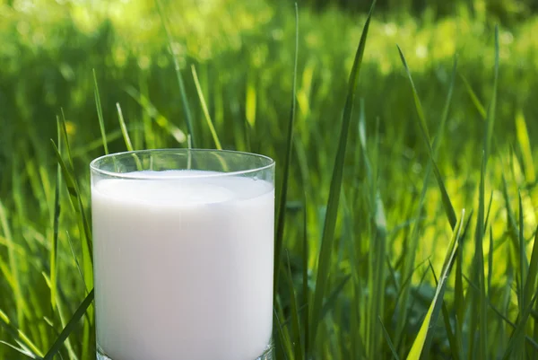 Frische natürliche Milch — Stockfoto
