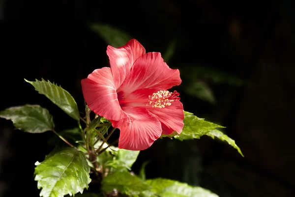 Chińska róża gibuskus — Zdjęcie stockowe