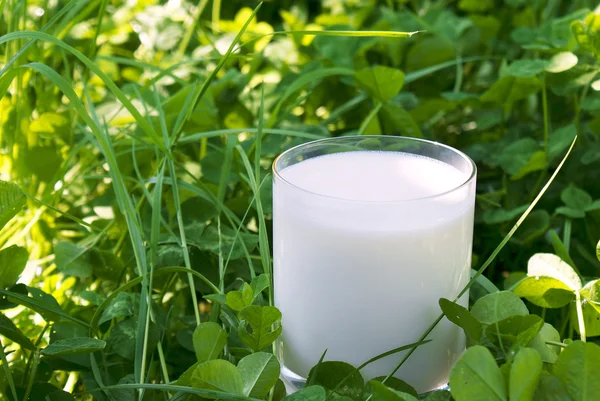 Frische natürliche Milch — Stockfoto