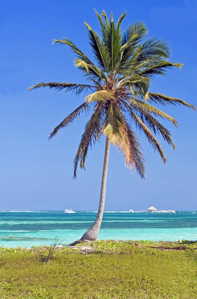 Palmiye ağacı. — Stok fotoğraf
