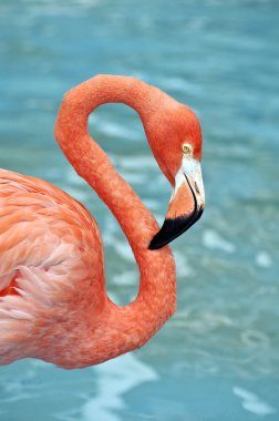 pembe flamingo.