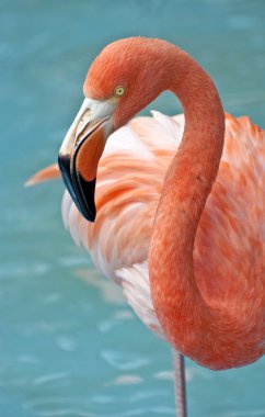 pembe flamingo.