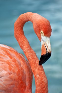 pembe flamingo.