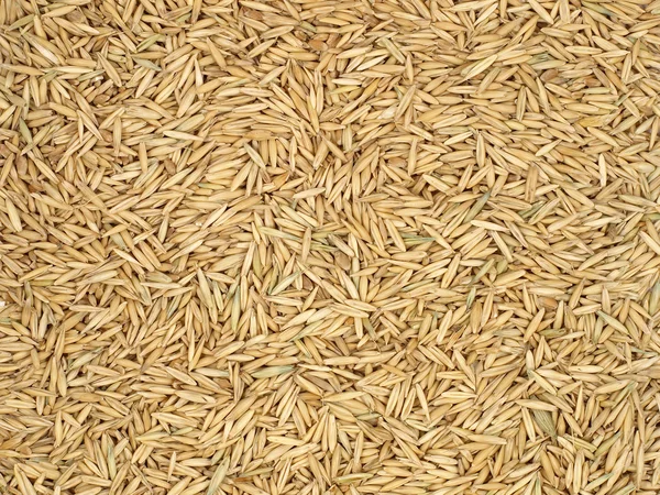 Oats grain. — Stock Photo, Image