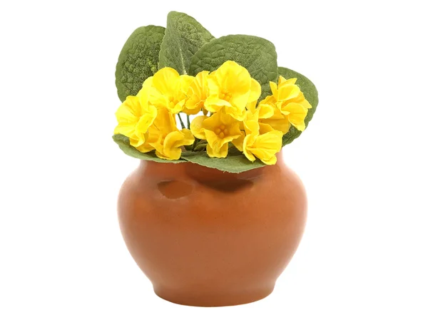 stock image Clay pot and yellow decorative flower.