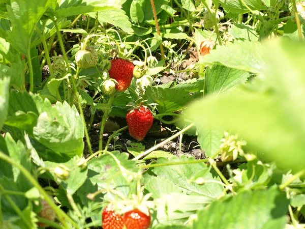 Cultivo maduro de fresas . — Foto de Stock