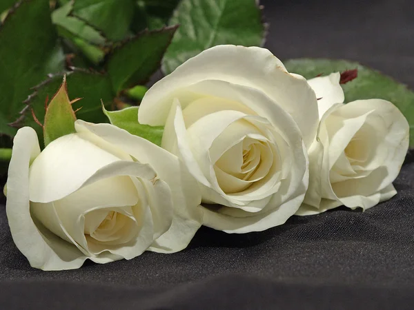 Три белые розы . — стоковое фото