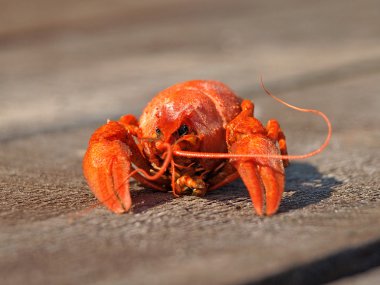 Red boiled crawfish. clipart