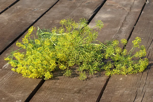 Bunch green dill. — Stock Photo, Image