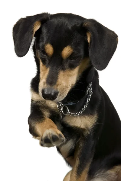 Black dog is greeting with paw — Stock Photo, Image