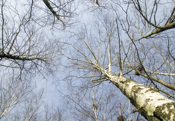 stock image Sky and top of trees