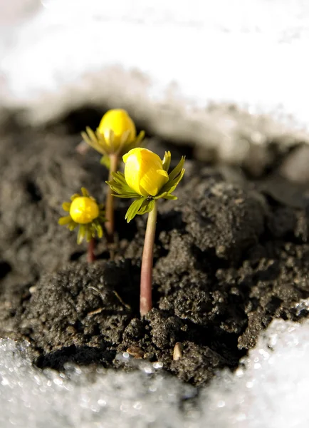 Yellow flower on soil, snow around — Stock Photo, Image