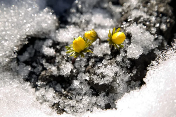 Żółty kwiat na ziemi, śniegu około — Zdjęcie stockowe