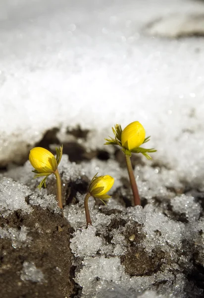Flor amarilla en el suelo, nieve alrededor —  Fotos de Stock