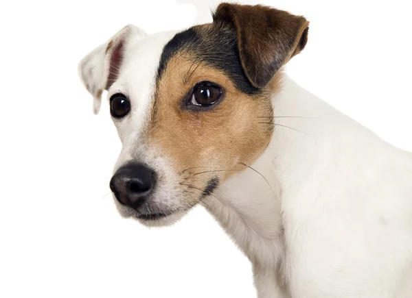 Hund med ett brunt öga tittar — Stockfoto