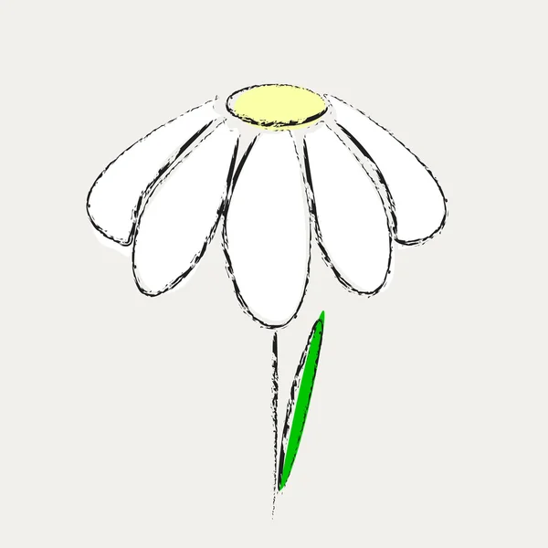 Marguerite květina s jednokřídlými je sám — Stock fotografie