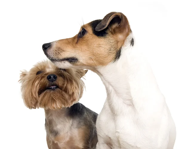 Twee honden zijn poseren — Stockfoto