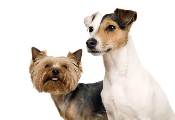 Két kutya jelentő — Stock Fotó