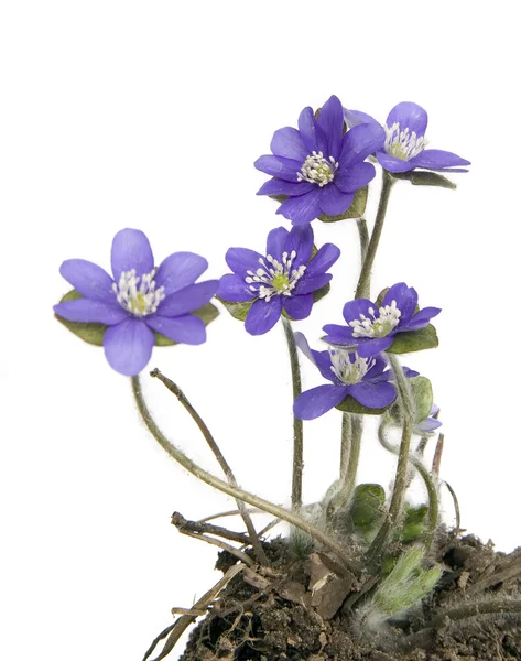 Vackra violetta blommor med jord — Stockfoto