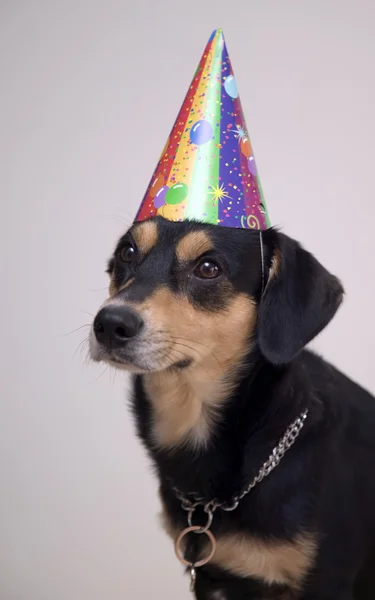 stock image Dog with festival cap and metal chain