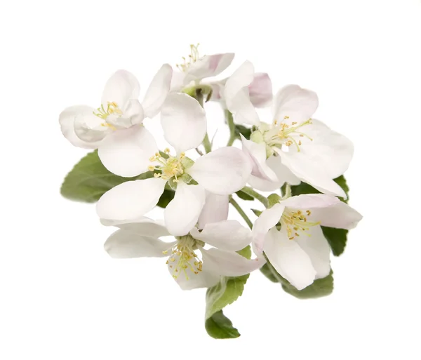 Schöne weiße Blume mit erstaunlichen Blüten — Stockfoto