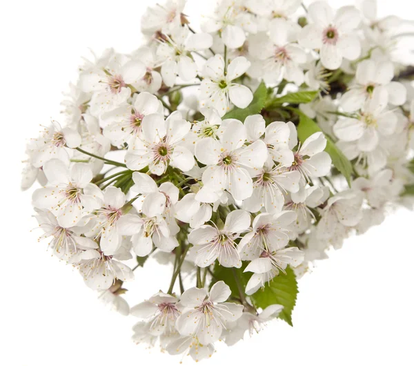 Krásný bílý květ s úžasnou květy — Stock fotografie
