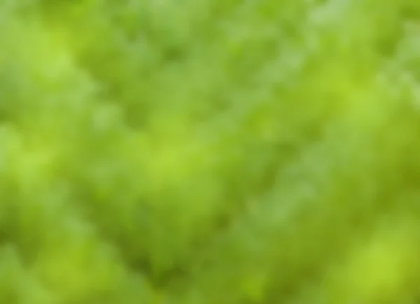 녹색 잎의 구조 — 스톡 사진