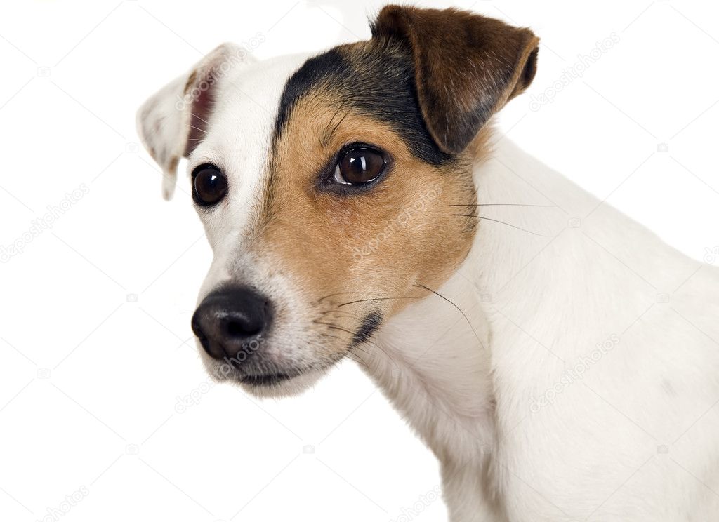 Dog with one brown eye is watching