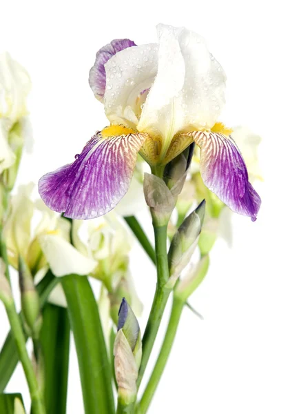 Όμορφο λουλούδι λευκό με μερικά μοβ φύλλα — Φωτογραφία Αρχείου