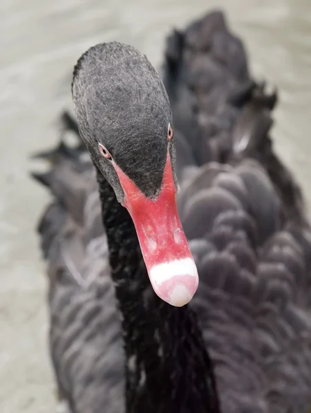 Черный лебедь с ярко-красным перцем — стоковое фото