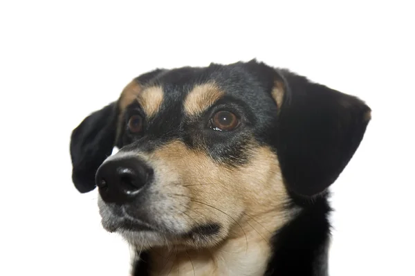 Gyönyörű kutya, nagy fülek figyel — Stock Fotó