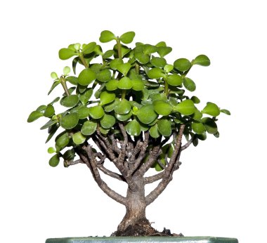 Bonsai yeşil yaprakları ile denilen küçük ağaç