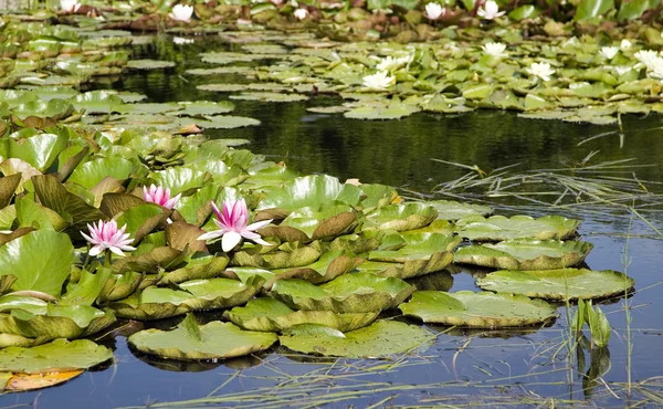Flowers and green leaves are floating