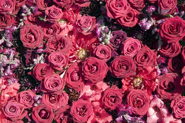 Textúra a vörös rózsa — Stock Fotó