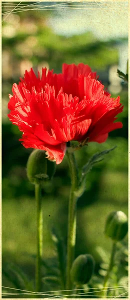 Ładny kwiat kwiat — Zdjęcie stockowe