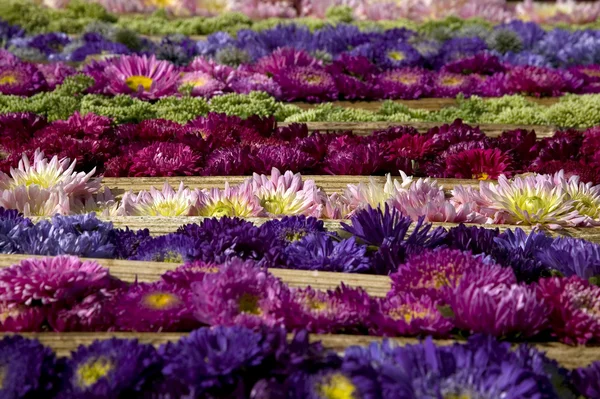 Texture de fleurs colorées — Photo