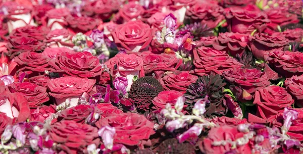 Текстура красных роз — стоковое фото