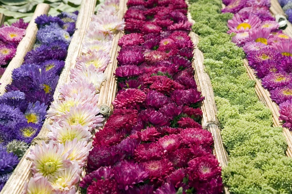 Текстура барвистих квітів — стокове фото